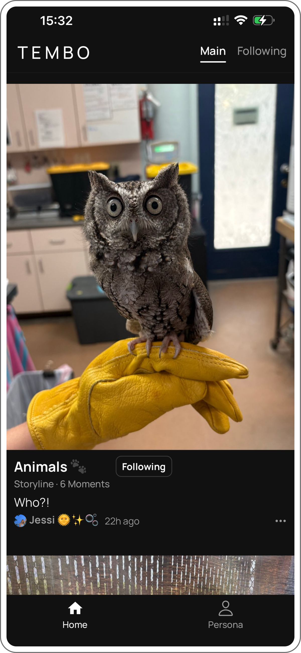 Tembo’s Main feed: an owl perched on a yellow glove, a Moment from Jessi’s Animals Storyline.